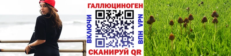 Купить где  Подольск  Галлюциногенные грибы мицелий 